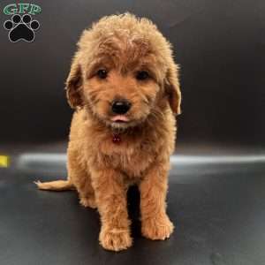 Zeus, Mini Goldendoodle Puppy